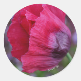 Vacker rosa & lila vallmo blomma runt klistermärke