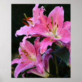 Vacker Rosa Lilja Blommar Blommig Poster