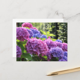 Vacker Rosa och blå Hydrangea Flowers Vykort