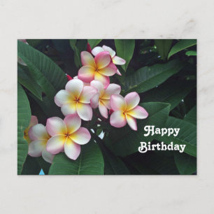 Vacker rosa och gul Plumeria blomsterfödelsedag Vykort