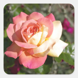 Vacker rosa och gul rosblomma. Blommig Fyrkantigt Klistermärke