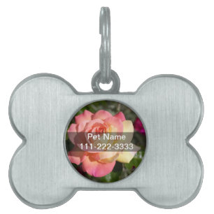 Vacker rosa och gul rosblomma. Blommig ID-bricka Husdjur
