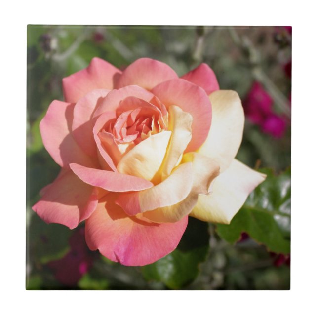 Vacker rosa och gul rosblomma. Blommig Kakelplatta (Framsidan)