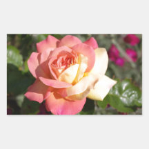 Vacker rosa och gul rosblomma. Blommig