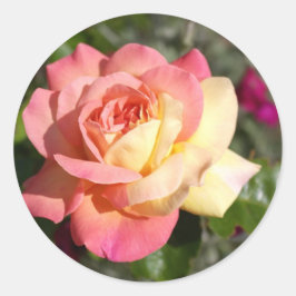 Vacker rosa och gul rosblomma. Blommig Runt Klistermärke