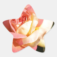 Vacker rosa och gul rosblomma. Blommig