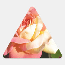 Vacker rosa och gul rosblomma. Blommig