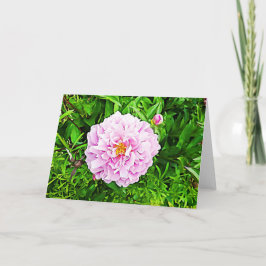 Vacker rosa Peonie tom kort