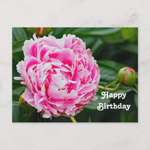Vacker Rosa Pion Blommig Foto Födelsedag Vykort