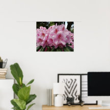 Vacker Rosa Rhododendron Blommar Blommor