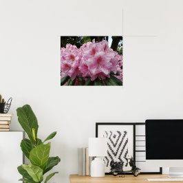 Vacker Rosa Rhododendron Blommar Blommor Poster