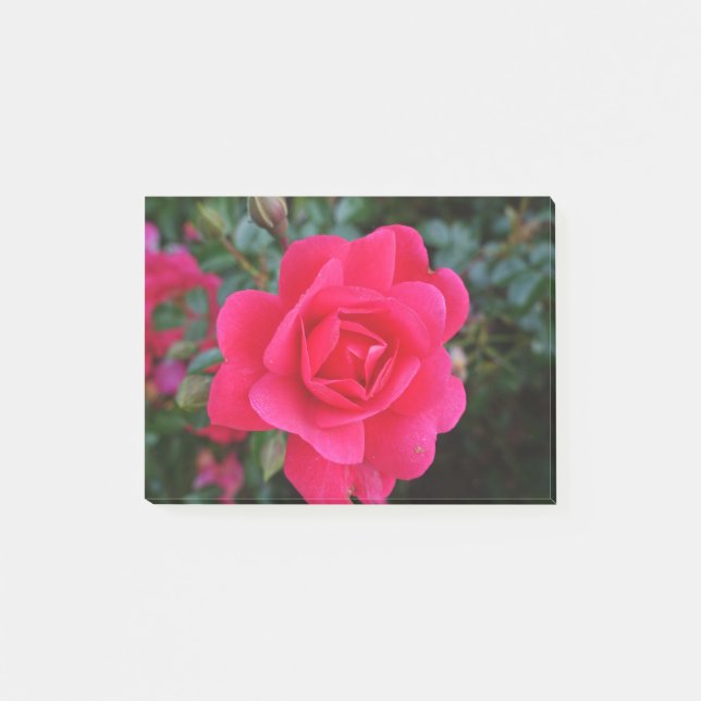 vacker rosa ros blomfotografering post-it block (Framsida)