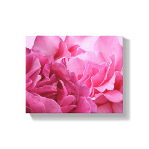 Vacker rosa ros blommodärn vacker stilren