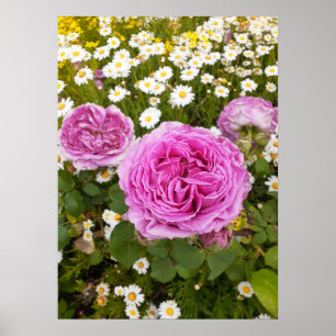 Vacker Rosa ros Blomsterträdgård Poster