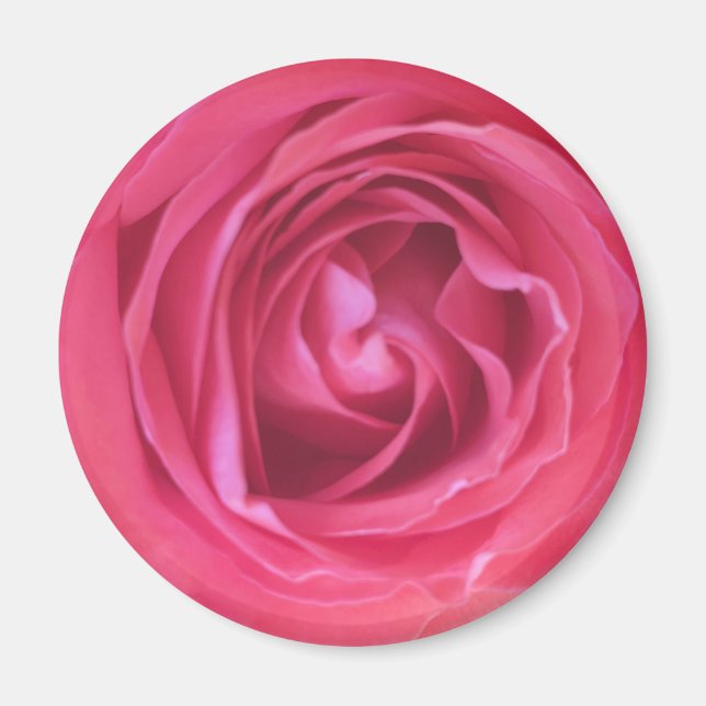Vacker rosa ros magnet (Framsidan)
