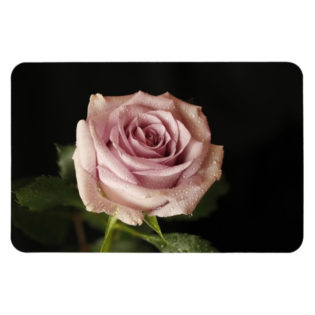 vacker rosa ros magnet (Horisontell)