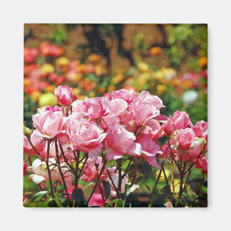Vacker rosa ros magnet