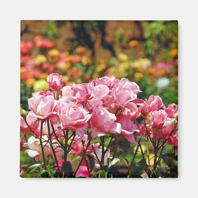 Vacker rosa ros magnet (Framsidan)