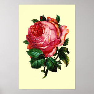VACKER ROSA ROS POSTER