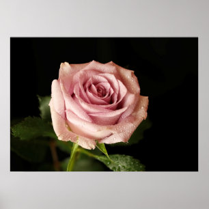 vacker rosa ros poster