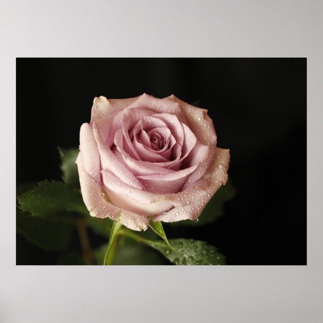 vacker rosa ros poster (Framsidan)