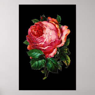 VACKER ROSA ROS POSTER