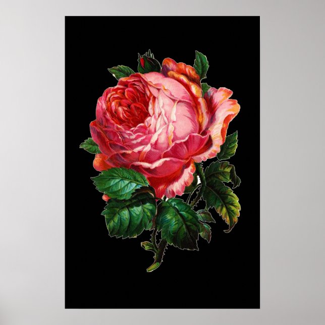 VACKER ROSA ROS POSTER (Framsidan)