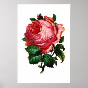VACKER ROSA ROS POSTER