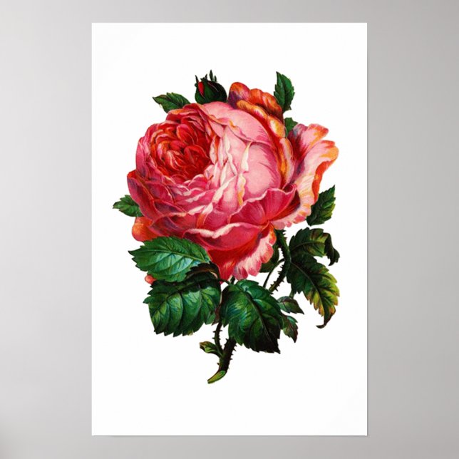 VACKER ROSA ROS POSTER (Framsidan)