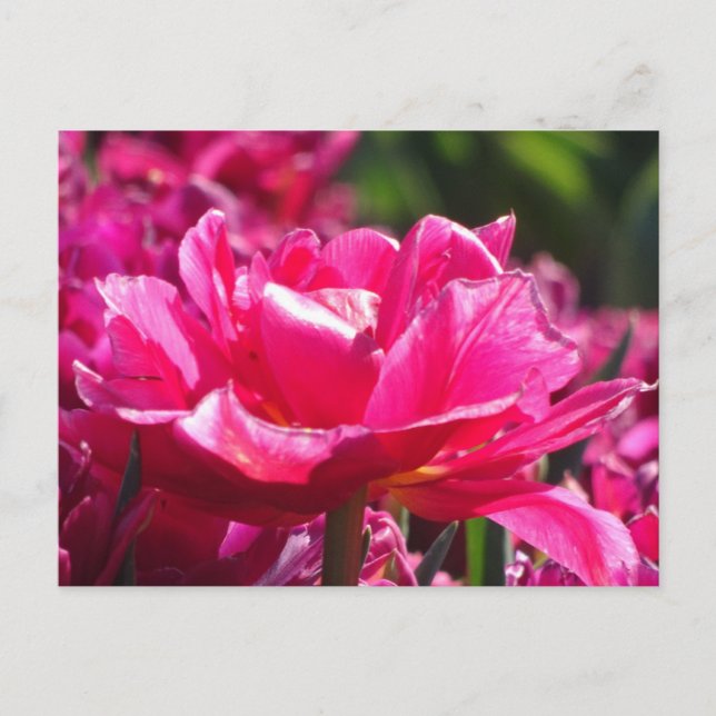 Vacker rosa tulpan närbild DIY vykort (Framsida)