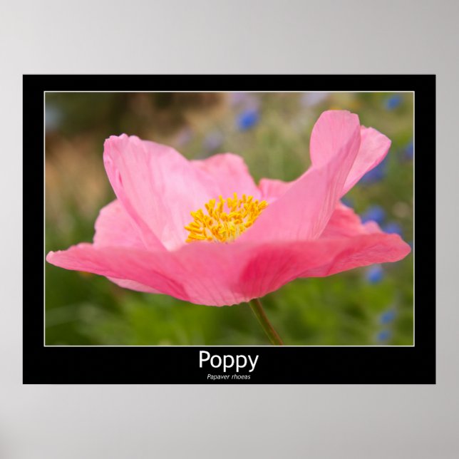 Vacker rosa vallmo närbildsfotografi  poster (Framsidan)