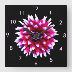 Vacker rosa vit Dahlia på svart bakgrund Fyrkantig Klocka