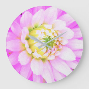 Vacker rosa, vit och gul kaktusdalhia närbild stor klocka
