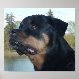 Vacker Rottweiler Poster