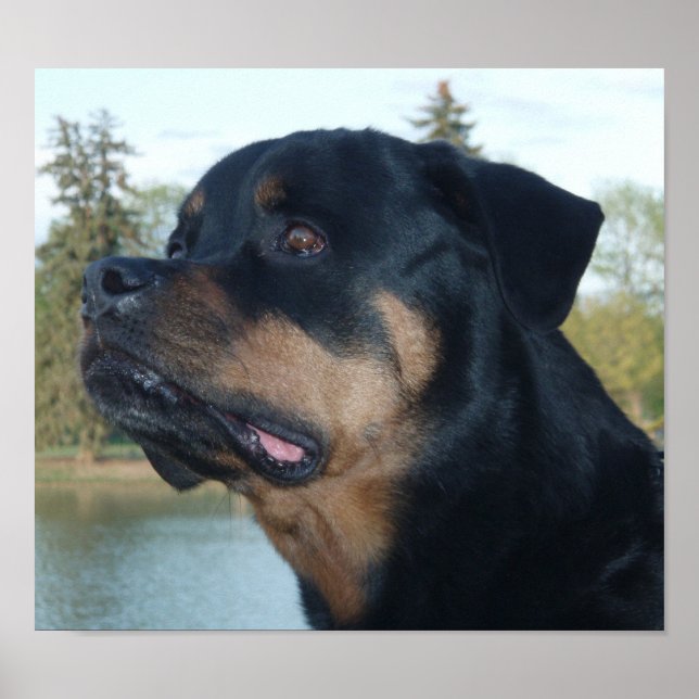 Vacker Rottweiler Poster (Framsidan)