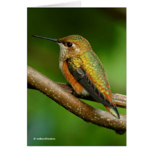 Vacker Rufous Hummingbird på Twining Vines Hälsningskort