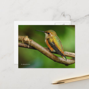 Vacker Rufous Hummingbird på Twining Vines Vykort