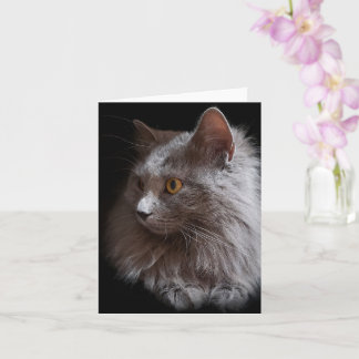 Vacker rysk blå grå katt Nebelung filt Kort