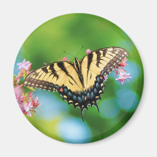 Vacker Sallowtail-fjäril på söt blommor Magnet