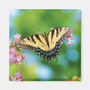 Vacker Sallowtail-fjäril på söt blommor Magnet