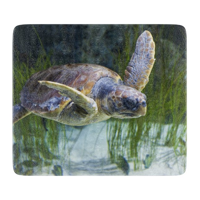 Vacker Sea Turtle Swimming (Framsidan)