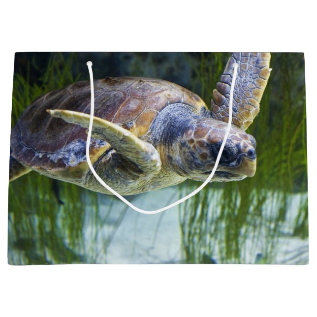 Vacker Sea Turtle Swimming (Framsidan)