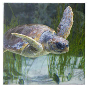 Vacker Sea Turtle Swimming Kakelplatta