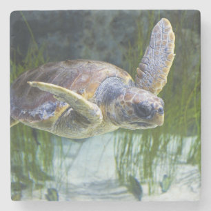 Vacker Sea Turtle Swimming Stenunderlägg