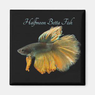 Vacker siamesisk kamp mot fisken Betta Halfmoon Magnet