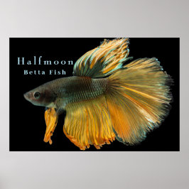 Vacker siamesisk kamp mot fisken Betta Halfmoon Poster