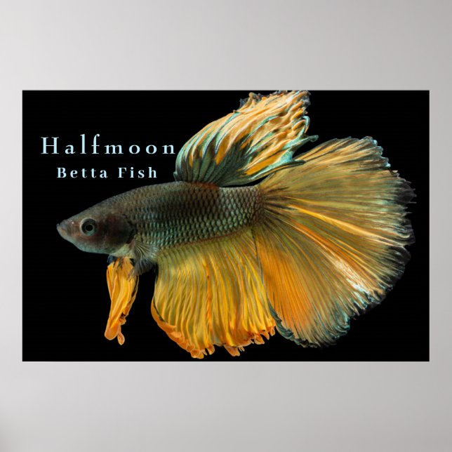 Vacker siamesisk kamp mot fisken Betta Halfmoon Poster (Framsidan)