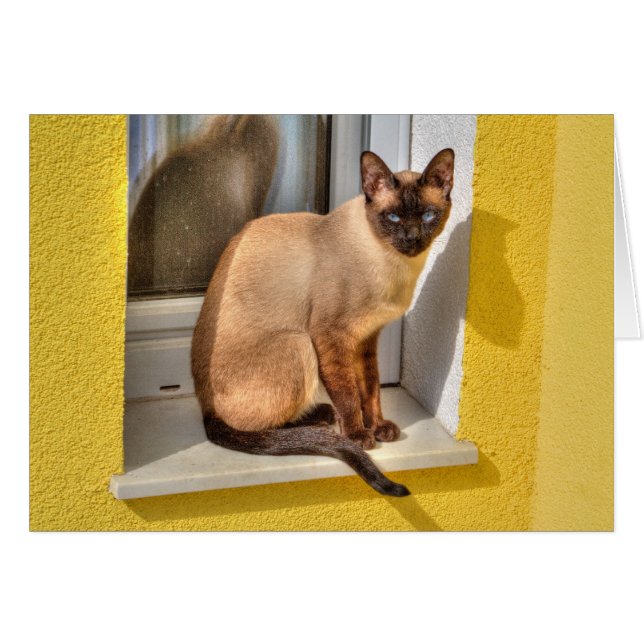 Vacker siamesisk katt hälsningskort (Framsidan Horizontal)