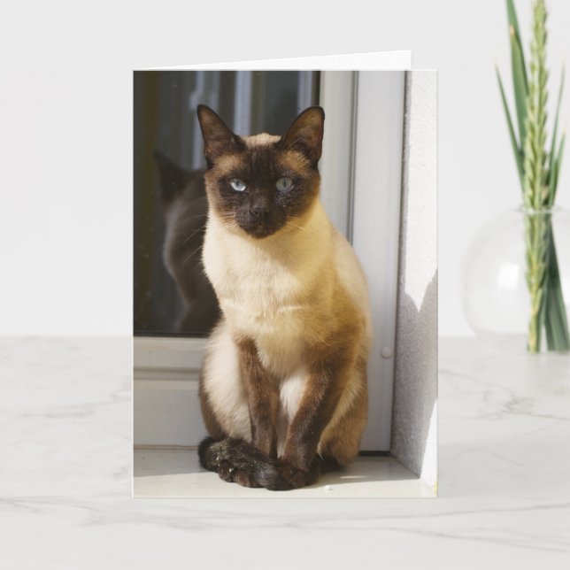 Vacker siamesisk katt kort (Framsida)