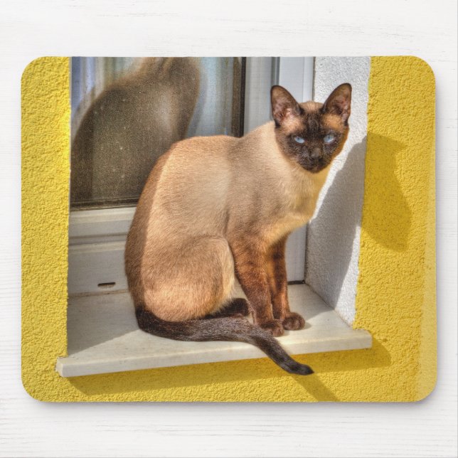Vacker siamesisk katt musmatta (Framsidan)